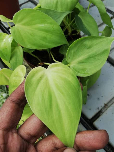 Types Of Philodendron Leaves