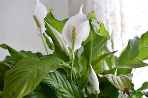 Is A Peace Lily Poisonous For Dogs, Cats, Children, And Adults?