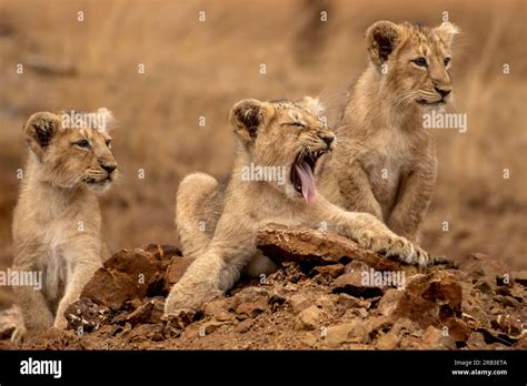 Playful lion cubs. Gir National Park & Sanctuary, Gujarat, India ...