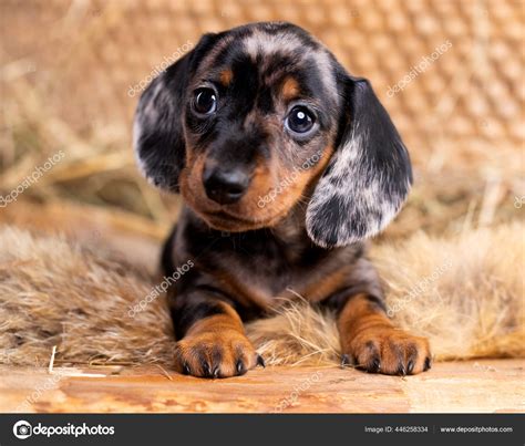 Dachshund Dog Puppies