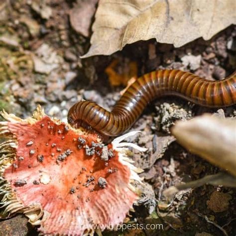 Millipedes In The Garden: Are They Good Or Bad? – Bio Pests Organic ...