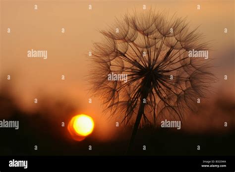 Goatsbeard seed head in Ontario Canada Stock Photo - Alamy