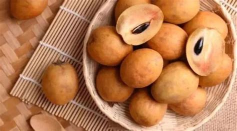 What is the modern technique of Sapota Cultivation?