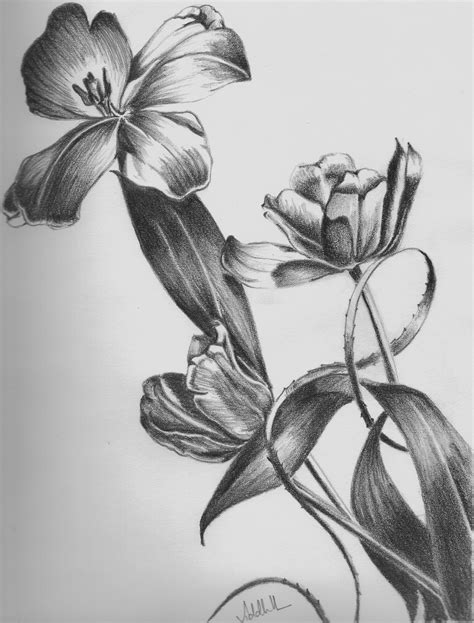 Flower Shading Drawing at PaintingValley.com | Explore collection of Flower Shading Drawing