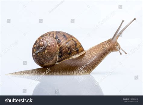 1,812 Breeding of snails Images, Stock Photos & Vectors | Shutterstock