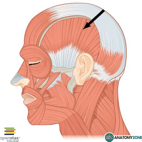 Temporalis Muscle - AnatomyZone