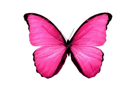 Premium Photo | Beautiful pink butterfly isolated on white background