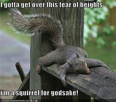 I will overcome my fear of heights! haha | Squirrel pictures, Funny ...