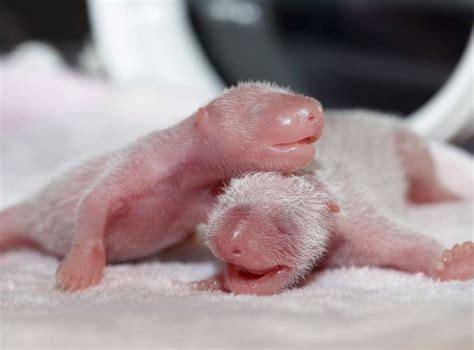 Twin baby pandas born in China after mother artificially inseminated ...