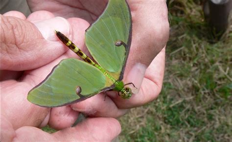 Ohio Birds and Biodiversity: Incredible new insect discovered!