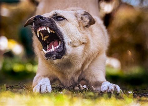 Why Is Your Dog Showing Signs of Aggression? - PetHelpful