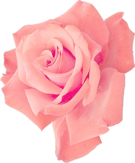 Single Pink Rose Transparent