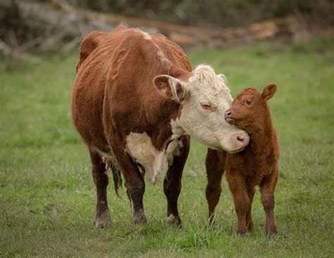 How do animal mothers bond with their babies?