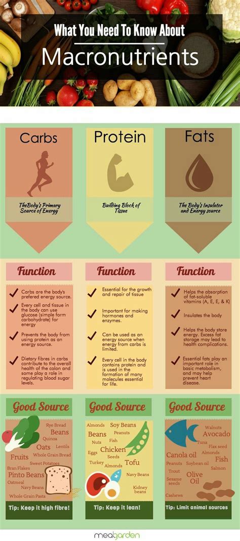 What You Need To Know About Macronutrients In Your Food Infographic