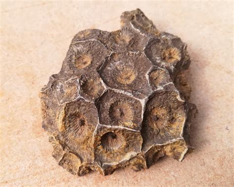 Coral FossilHexagonaria Morocco (FC-013) - Kambroo Plants