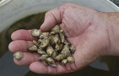 Pictures: Oyster Farming - Daily Press