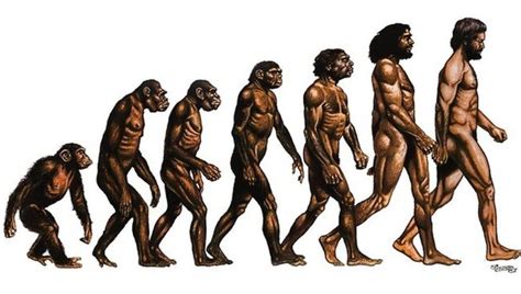 LIOPARDO | 8 imágenes que resumen la evolución del ser humano | Human evolution, Evolution, Human