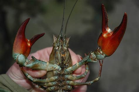 Yorkshire's White-Clawed Crayfish on the Brink - Yorkshire Invasive ...