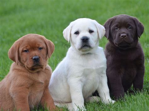 Labrador Retriever is Denver's most popular breed - The Cherry Creek News