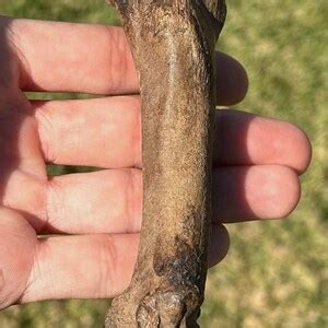 RARE Texas Panthera Atrox Fossil Metacarpal Bone Pleistocene Age Carnivore Smilodon Texas ...