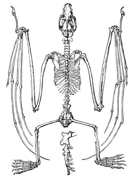 Bat Skeleton Drawing at GetDrawings | Free download