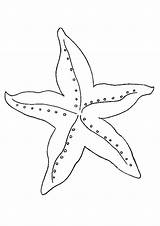 Printable Starfish Coloring Page sketch template