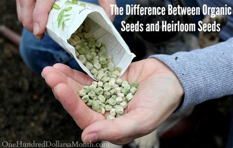 The Difference Between Organic Seeds and Heirloom Seeds - One Hundred Dollars a Month