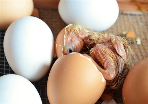 10 General Rules For Hatching Chicken Eggs :: YardYum - Garden Plot Rentals