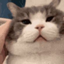 Cat Meme GIF - Cat Meme Cute - Discover & Share GIFs