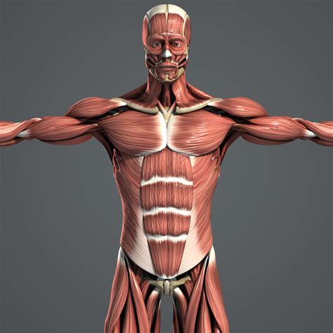 male muscular skeletal systems 3d c4d