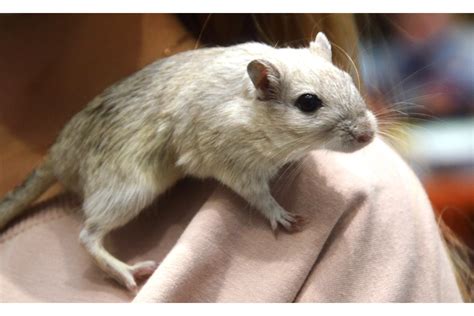 Do Hamsters Have Tails? (Breed Variations Features & FAQs)