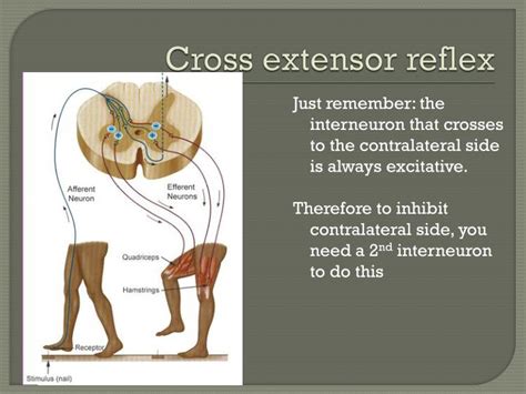 PPT - Immunology PowerPoint Presentation - ID:2242932