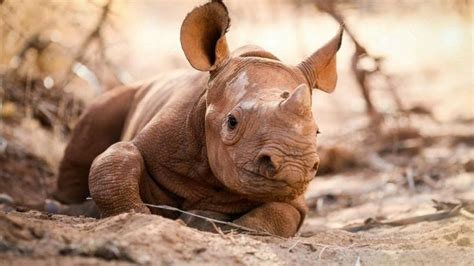 Baby black rhino has incredible routine, pictures show | Baby rhino ...