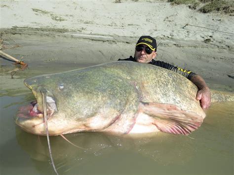 7-foot Giant Catfish Clogs Hydroelectric Dam in Austria - Lake Commandos