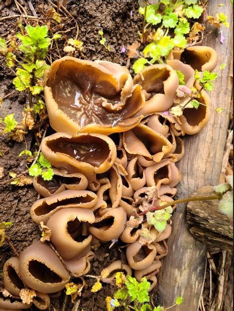 identification - what kind of fungus is this - Gardening & Landscaping Stack Exchange