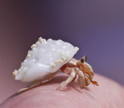 How to Care for a Molting Hermit Crab - PetHelpful