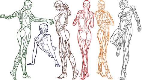 Female Anatomy Practice by Amenarae on DeviantArt