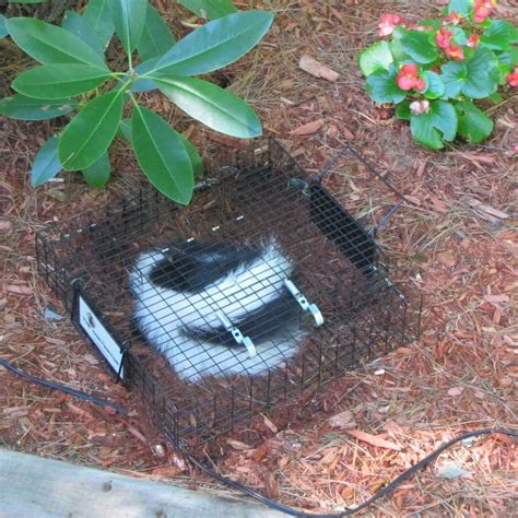 How to Keep Skunks Away | Skunk repellent, Skunk, Away