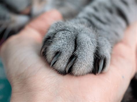 Cat Scratch Fever in Dogs & Cats: Causes, Prevention, & More