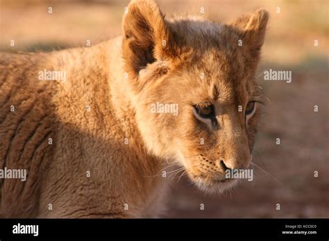 Lion Cub portrait in Gauteng Province, South Africa Stock Photo - Alamy