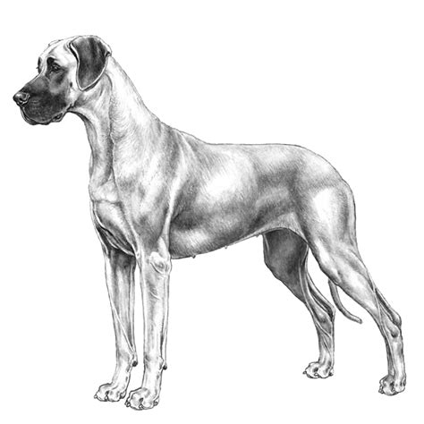 Great Danes: Dog breed info, photos, common names, and more — Embarkvet