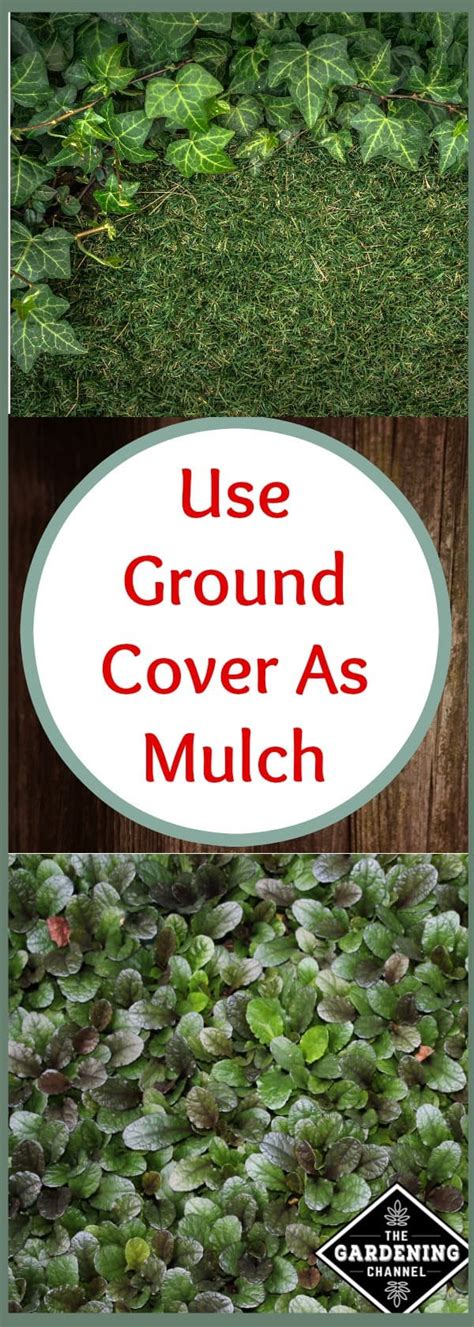 How to Use Ground Cover as Living Mulch - Gardening Channel