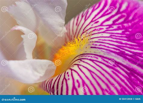 Iris Flower Macro stock photo. Image of nature, flora - 50412858