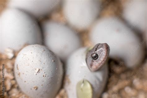 Eastern hognose snake hatching Stock Photo | Adobe Stock