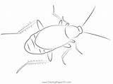 Cockroach Look Coloring Page For Kids  Free Cockroaches Printable sketch template