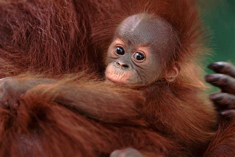 Orangutan: History, Facts, Size, Habitat, Classification & Much More - Animals Name