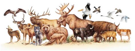 Animal Wildlife Cliparts - Free Download and Printable