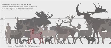 Deer sizes | Weird animals, Prehistoric animals, Unusual animals