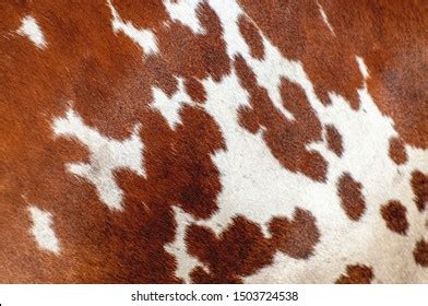 Abstract Background Cow Skin Stock Photo 1503724538 | Shutterstock