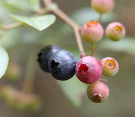 Wild Blueberry Picking for Father's Day | The Survival Gardener